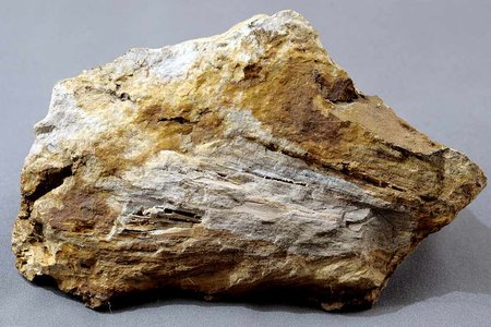 Tubicaulis v limnokvarcite